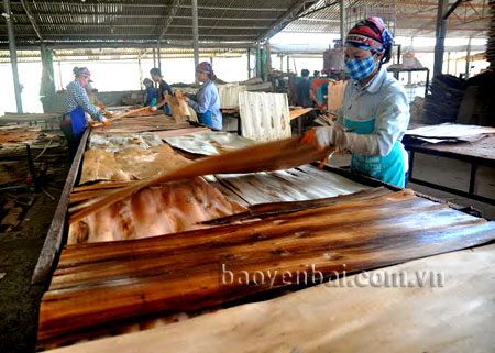 Sản xuất ván ép tại Công ty cổ phần Yên Thành, thị trấn Yên Bình, huyện Yên Bình.